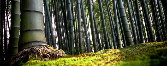 竹子噴什麼連根死 植物太過蓬勃旺盛