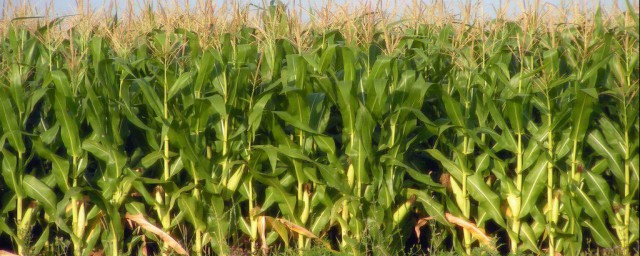玉米栽培技術與管理 這樣做才能高產