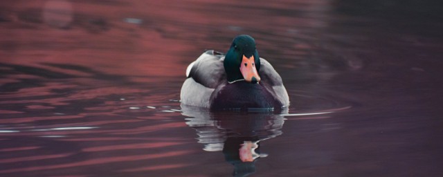 水質超標對鴨是否有影響 四點瞭解養鴨的水質要求