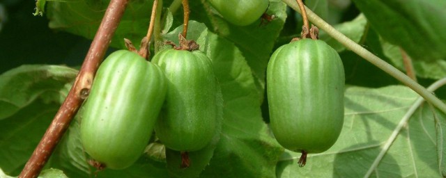 軟棗獼猴桃怎樣修剪管理 6個方法有助生長