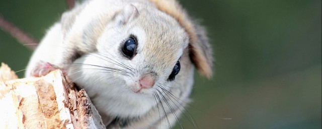 日本小鼯鼠的壽命 寵物鼠的壽命期限
