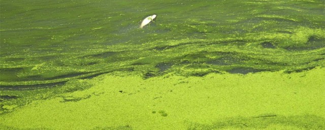 藍藻爆發怎麼處理 藍藻爆發瞭怎麼辦