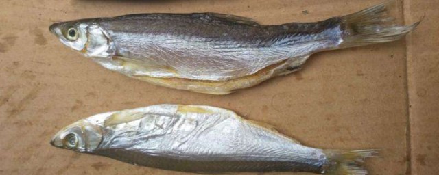 江西贛州野生魚種類 贛州產哪些野生魚類