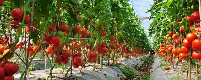西紅柿種植口訣 西紅柿種植技巧有哪些
