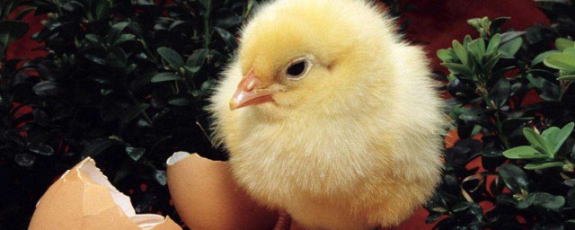 小雞怎麼喂成活率高 減少養殖戶不必要的損失