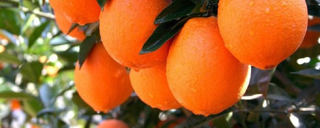 混合橙精油助劑的作用 竟然是天然有機溶劑
