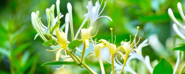 金銀花能降尿酸嗎 喝金銀花有什麼好處