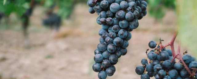 什麼葡萄做酒最好 所有葡萄都能釀酒嗎