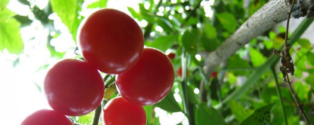 怎樣種植西紅柿口感好 農戶要掌握好施肥技巧