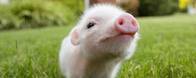 夢見豬是什麼預兆 原是財和福的象征