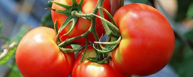怎樣種植西紅柿不得病 常見疾病的對應措施