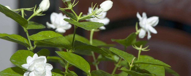 香水茉莉怎麼養 三步種出健康植物