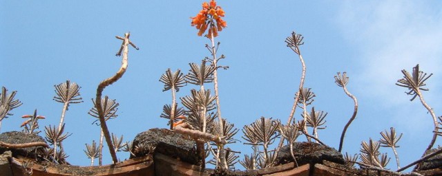 瓦松的功效與作用 生長在屋頂瓦上的多肉植物