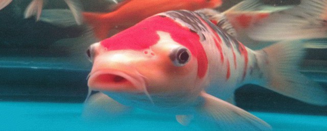 魚眼睛鼓起來怎麼回事 眼球突出 — 突眼癥
