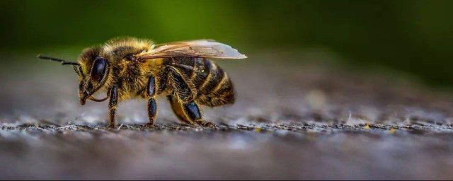 蜂毒怎麼解 分享四種方法