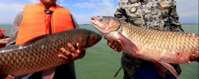 嫩玉米泡酒釣魚配方分享 這三種配方釣魚效果還真猛