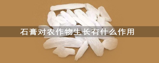 究竟石膏對農作物生長有什麼作用 一種不能缺少的寶物