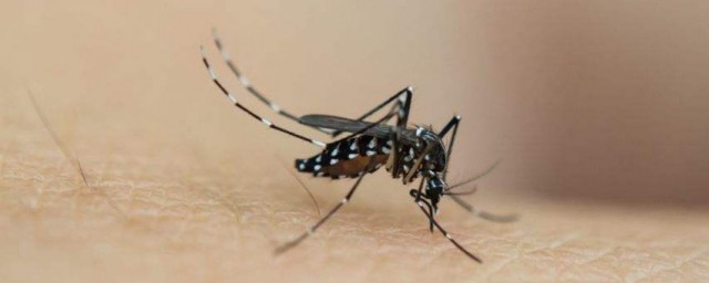 為什麼蚊子怕空調 溫度低時為什麼蚊子不丟人
