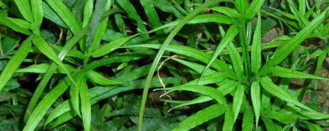 鳳尾草的功效主治 鳳尾草能治哪些病