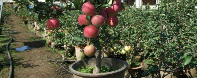 蘋果樹盆栽栽培方法 隻需5步即可輕松吃上自己種的蘋果