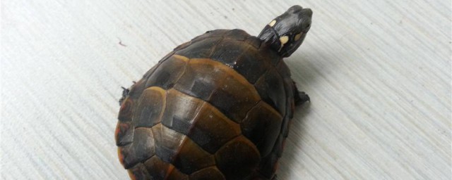 東部錦龜的壽命 人工飼養的東部錦龜壽命會更長