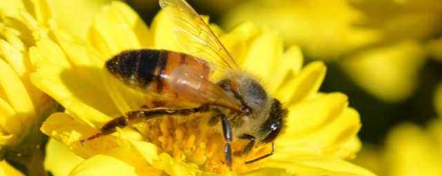 贊美蜜蜂的句子 有哪些