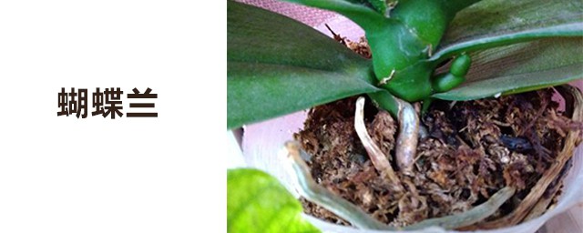 蝴蝶蘭生根好方法 植料和花盆的選擇很重要