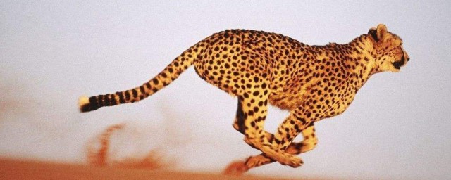 什麼比獵豹的速度更快 什麼動物比獵豹更快