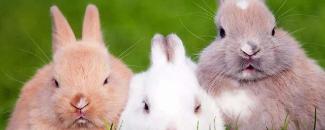 養兔子備什麼藥 養兔子必備藥有哪些