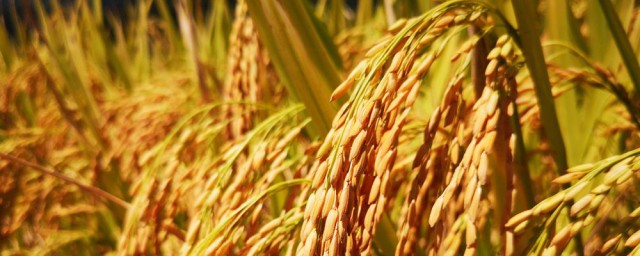 稻穗是指稻子的什麼 稻穗是稻子的哪一部分