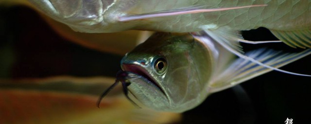 銀龍魚的做法 清蒸的怎麼好吃