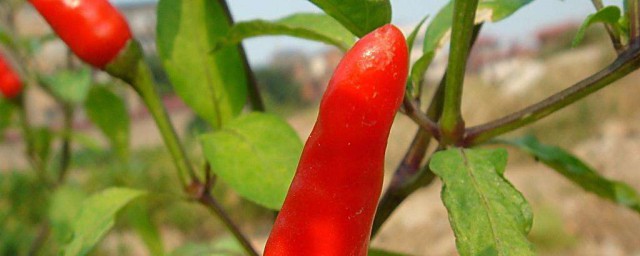 紅椒怎麼醃制好吃 分享一款簡單方法