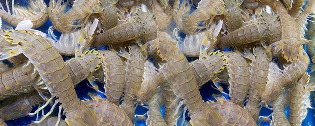 皮皮蝦怎麼養不會死 魚缸裡應該放什麼