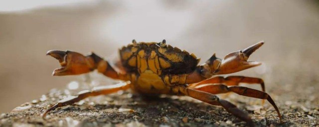 螃蟹哪幾個部位不能吃 你知道嗎
