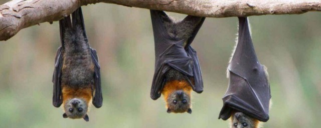 蝙蝠怎麼叫 人們能聽到嗎
