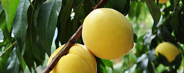 黃桃的種植技術 你學會瞭嗎