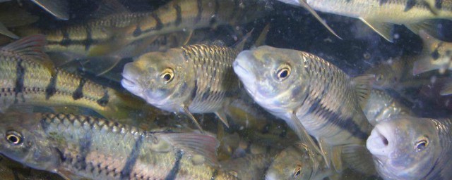 魚對光線有敏感嗎 魚兒與我們不一樣！