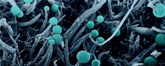 毛黴菌是怎麼引起的 人在疾病面前總是那麼渺小