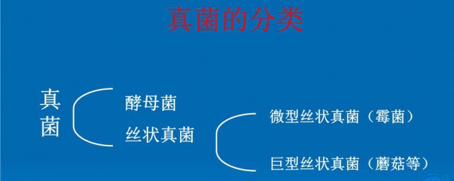 真菌感染深層怎麼治療 分享三種治療方法快速解決