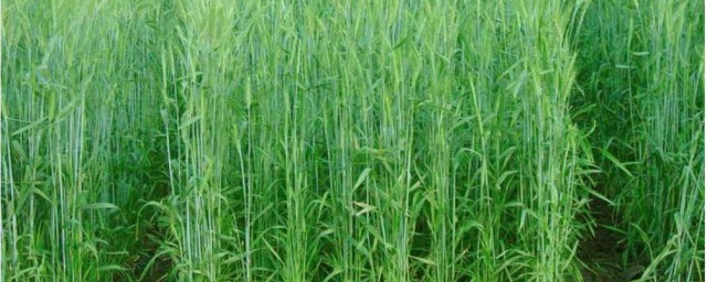 冬牧黑麥草怎樣種植 從3個方面告訴你怎樣種植冬牧黑麥草