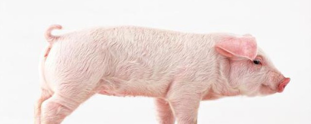 豬咳嗽最快治療方法 一頭豬可能是一個傢的經濟來源