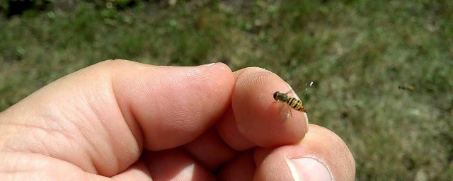 被蜂子蟄瞭腫瞭怎麼消腫 這些小妙招幫助你消腫
