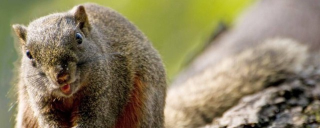 松鼠黃山幼崽怎麼喂養 吃什麼