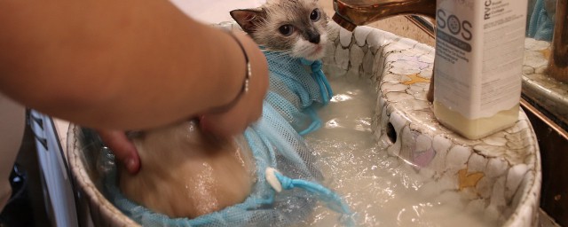 洗貓的正確方式是什麼 如何正確洗貓