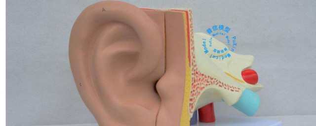 耳朵穿孔能自己恢復嗎 建議到專科醫院進行檢查