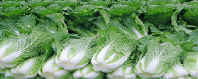 大白菜小苗時用辣椒水打好嗎 起到防蟲和殺蟲作用