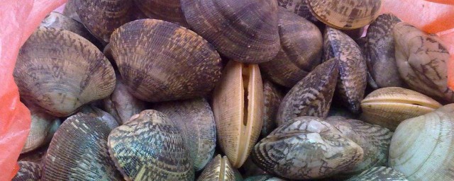 大連貝殼叫什麼 什麼種類