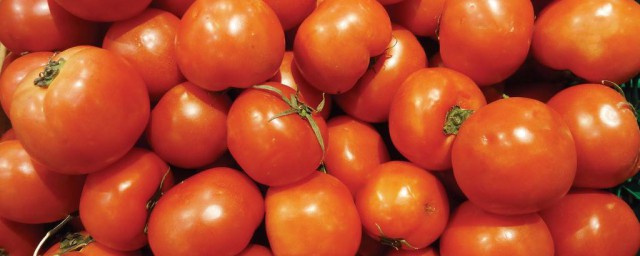 番茄生育期對應時間 整個生育期需要多少時間