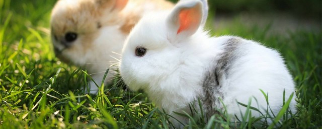 兔子舔毛是什麼原因 如何預防毛球癥