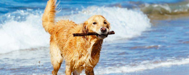 普羅特獵犬飼養方法 讓我們來瞭解下